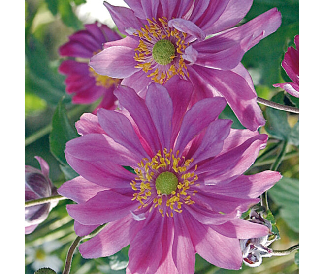 ANEMONE JAPONICA PAMINA BQ10
