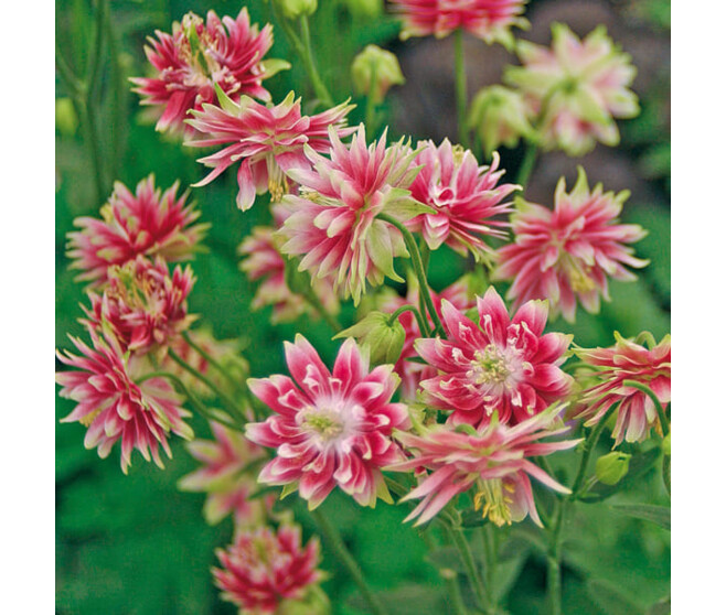 AQUILEGIA VULGARIS NORA BARLOW BQ10