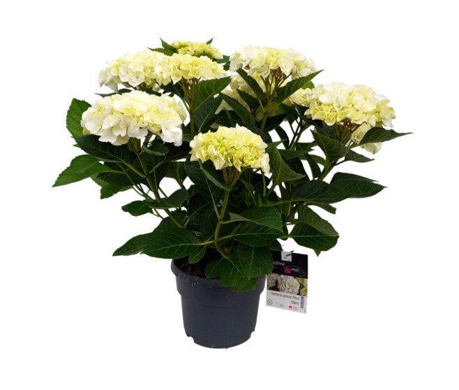 HORTENSIA MACROPHYLLA BLANC