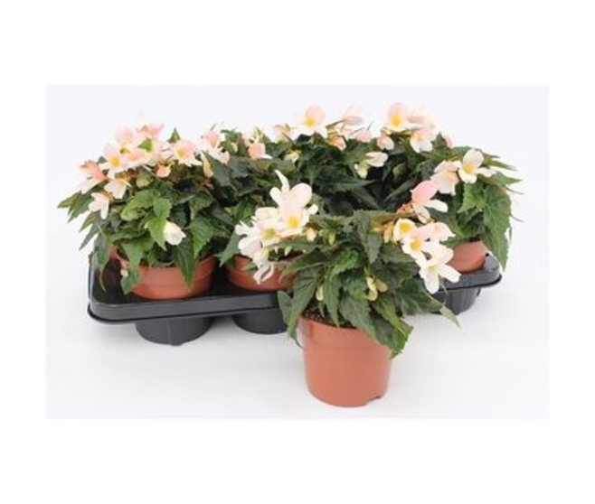 BEGONIA BOLIVIENSIS PURE WHITE