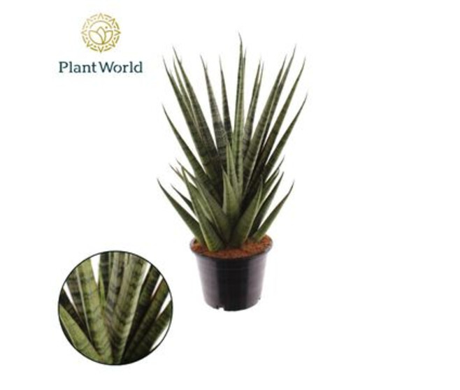 SANSEVIERIA CYLINDRICA SEM
