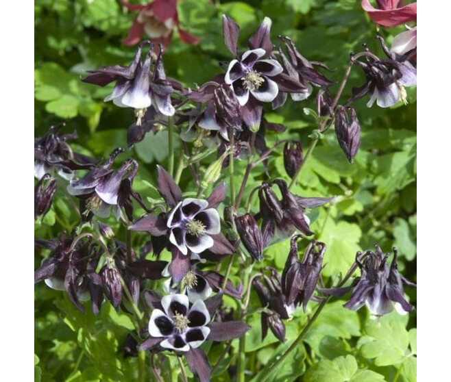 AQUILEGIA VULGARIS WILLIAM GUINESS BQ10