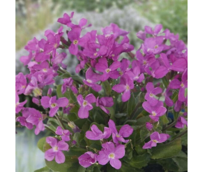 ARABIS BLEPHAROPHYLLA ROSE DELIGHT BQ10