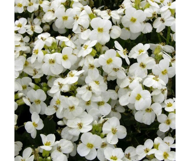 ARABIS CAUCASICA WHITE BQ10