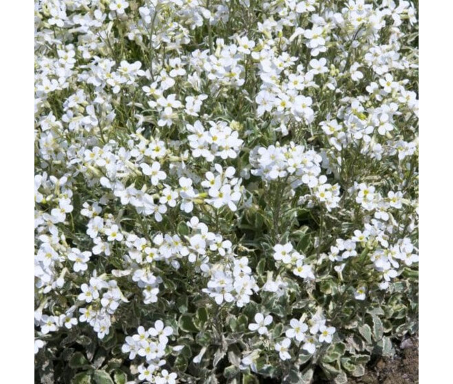 ARABIS CAUCASICA VARIEGATA BQ10