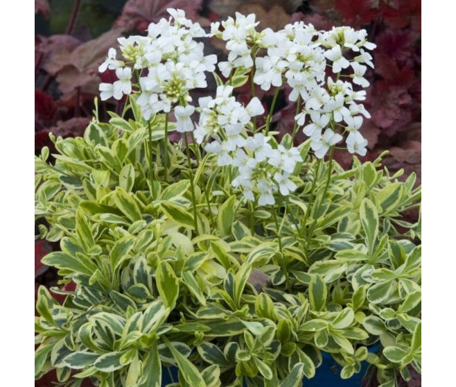 ARABIS FERDINANDI COBURGII OLD GOLD BQ10