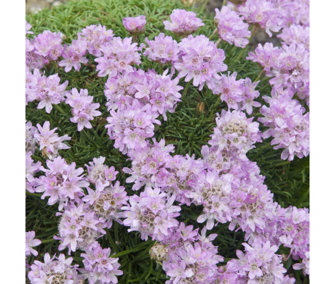 ARMERIA CAESPITOSA BQ10
