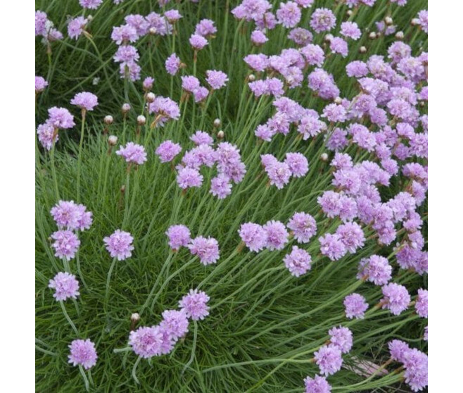 ARMERIA MARITIMA ARMADA PINK BQ10