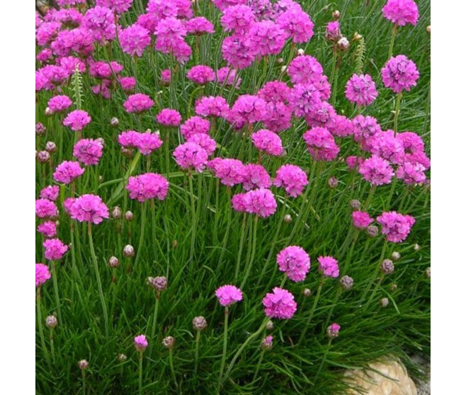 ARMERIA MARITIMA'ARMADA ROSE BQ10