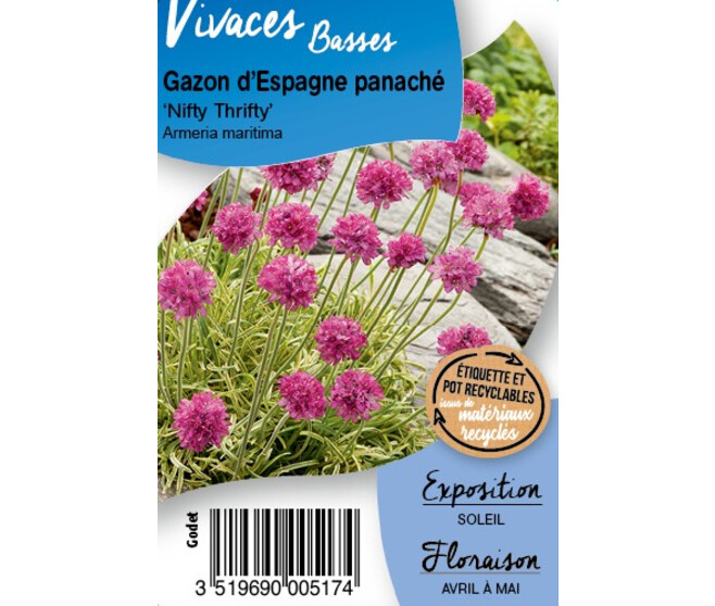 ARMERIA MARITIMA NIFTY THRIFTY BQ10