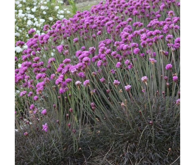 ARMERIA MARITIMA RUBRIFOLIA BQ10