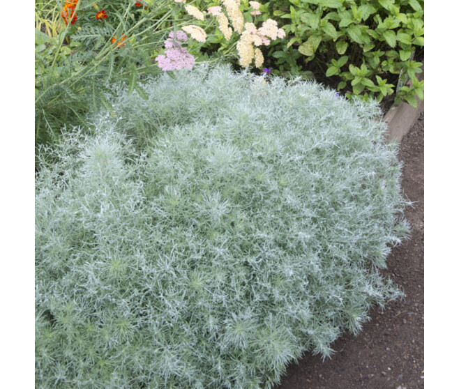 ARTEMISIA SCHMIDTIANA NANA BQ10