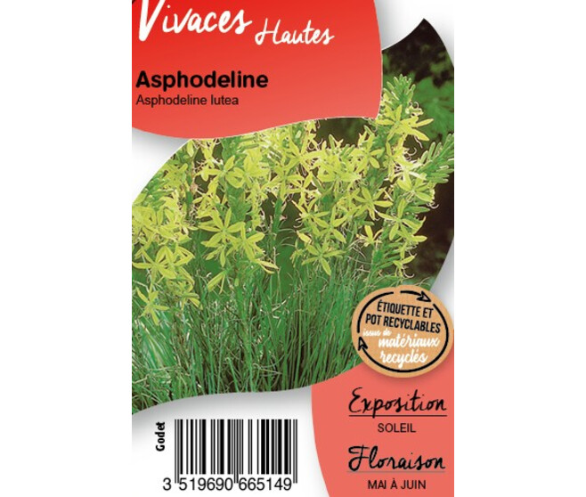 ASPHODELINE LUTEA BQ10