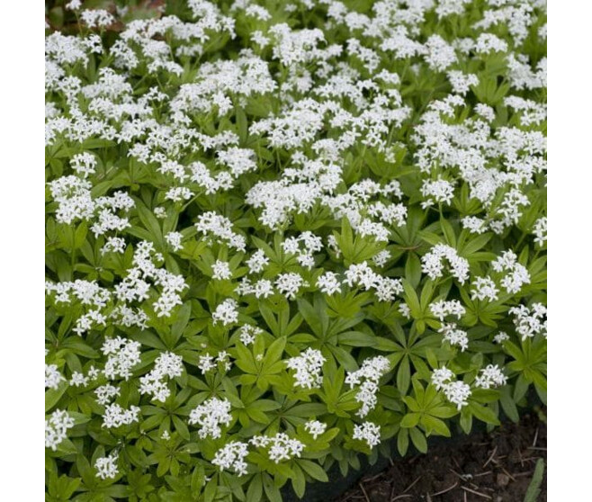 ASPERULA ODORATA BQ10