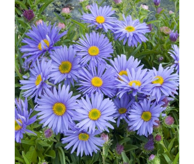 ASTER ALPINUS GOLIATH BQ10