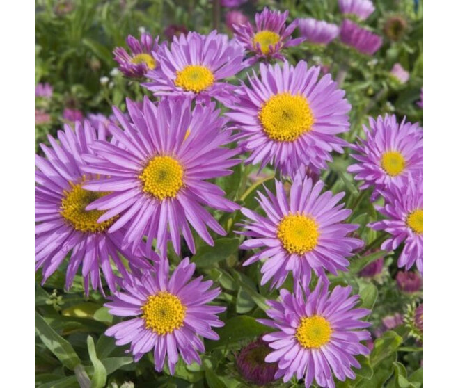 ASTER ALPINUS HAPPY END BQ10