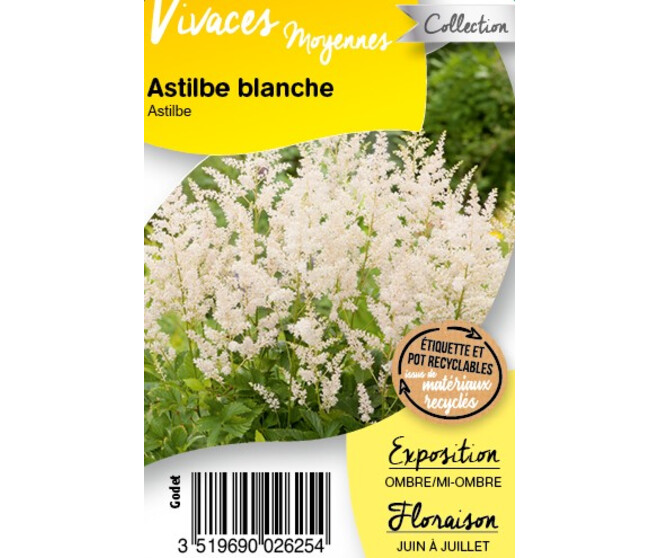 ASTILBE BLANCHE BQ10