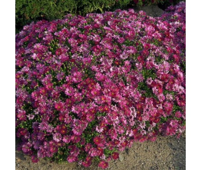 ASTER DUMOSUS ALICE HASLAM BQ10