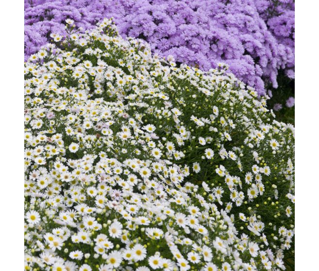ASTER DUMOSUS NIOBE BQ10