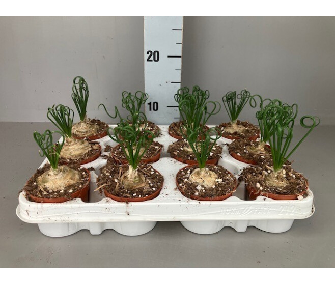 ALBUCA SPIRALIS FRIZZLE SIZZLE