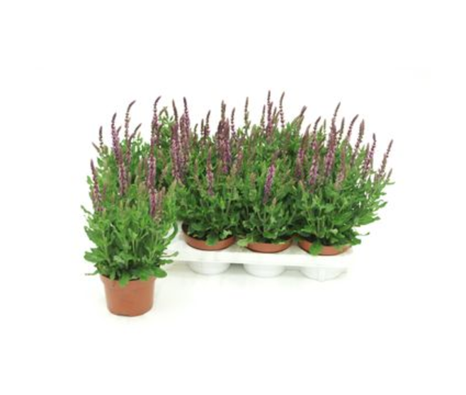 SAUGE NEMEROSA DEEP ROSE