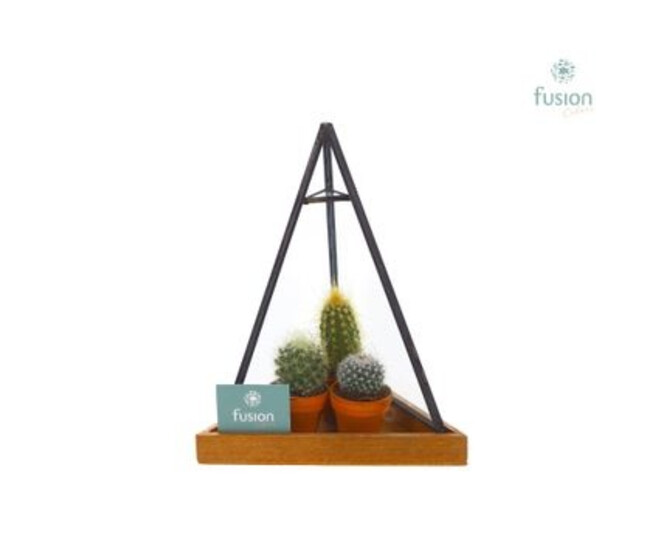 COMPO CACTUS X3 PYRAM METAL