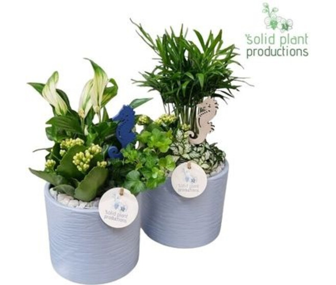 COMPO 3 PLANTES CERAM