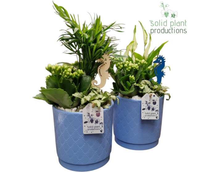 COMPO 3 PLANTES CERAM