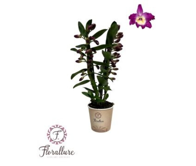 DENDROBIUM 2BR NOBILE PURPLE RAIN