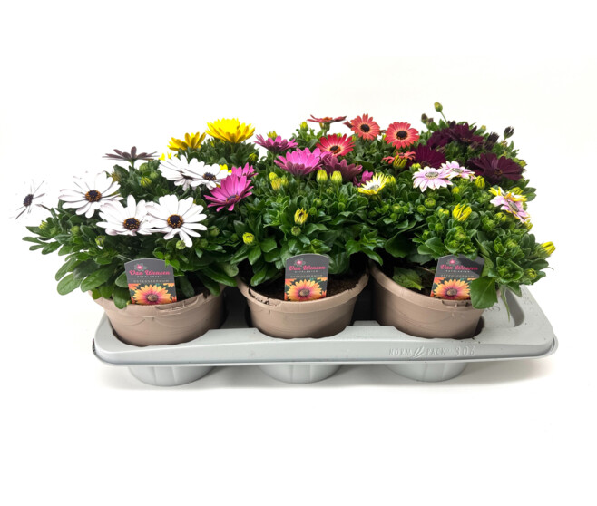OSTEOSPERMUM VARIE