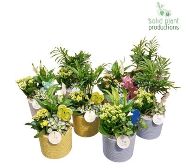 COMPO 3 PLANTES CERAM