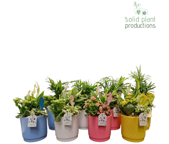 COMPO 3 PLANTES CERAM