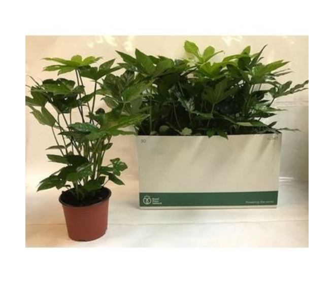 ARALIA JAPONICA