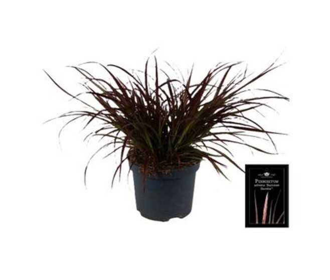 PENNISETUM SUMMER SAMBA