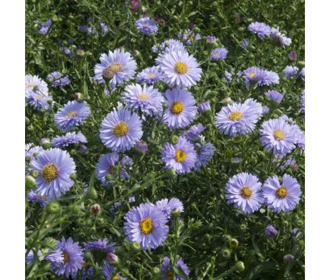 ASTER NOVI BELGII BLEU BQ10