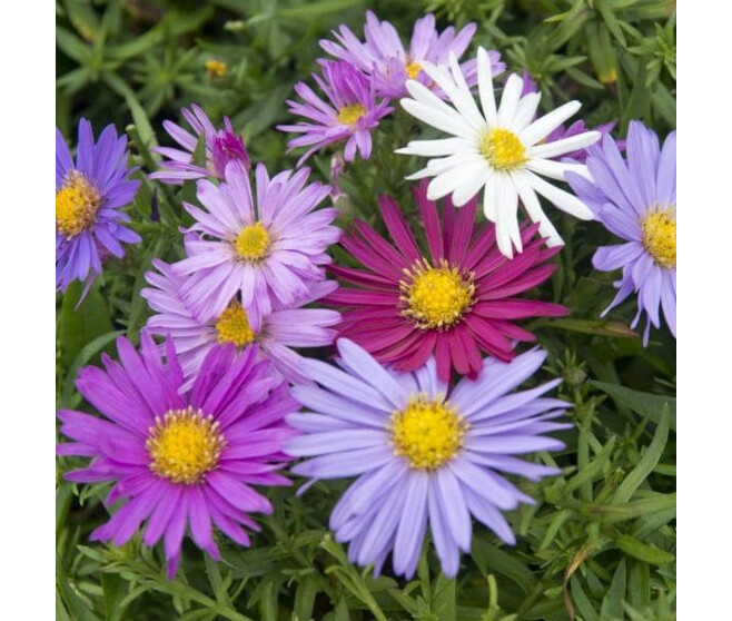 ASTER NOVI BELGII VARIEE BQ10