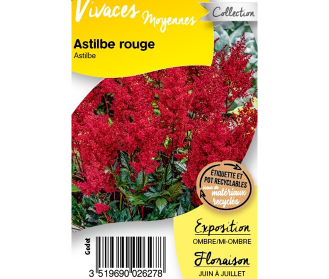 ASTILBE ROUGE BQ10