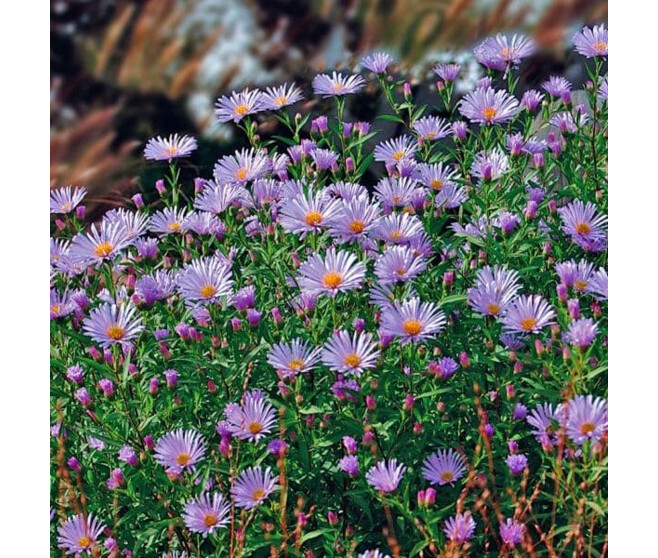 ASTER TONGOLENSIS WARTBURGSTEN BQ10