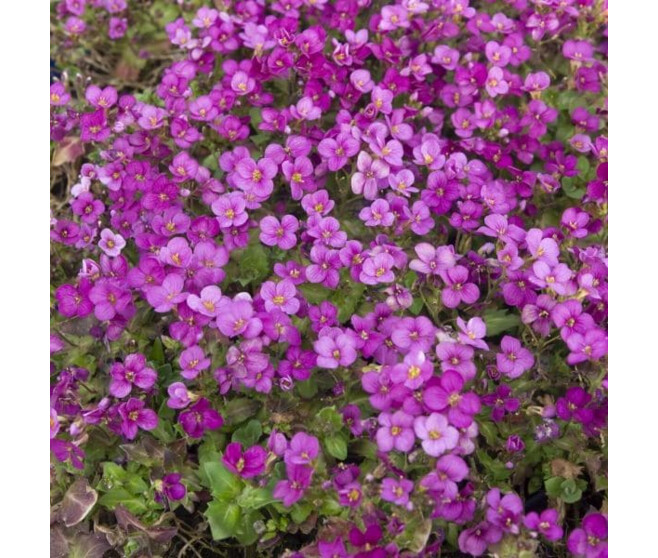 AUBRIETA RED BQ10