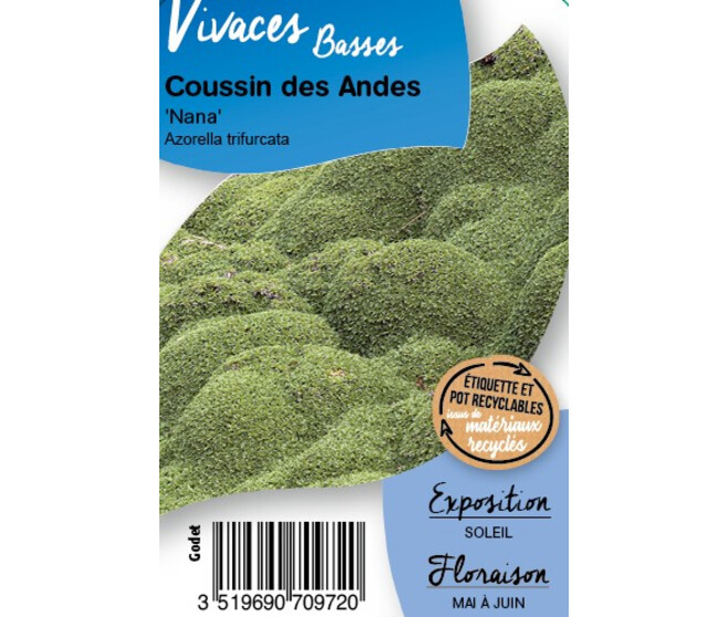 AZORELLA TRIFURCATA NANA BQ10
