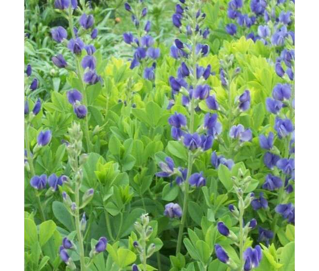 BAPTISIA AUSTRALIS CASPIAN BLUE BQ10