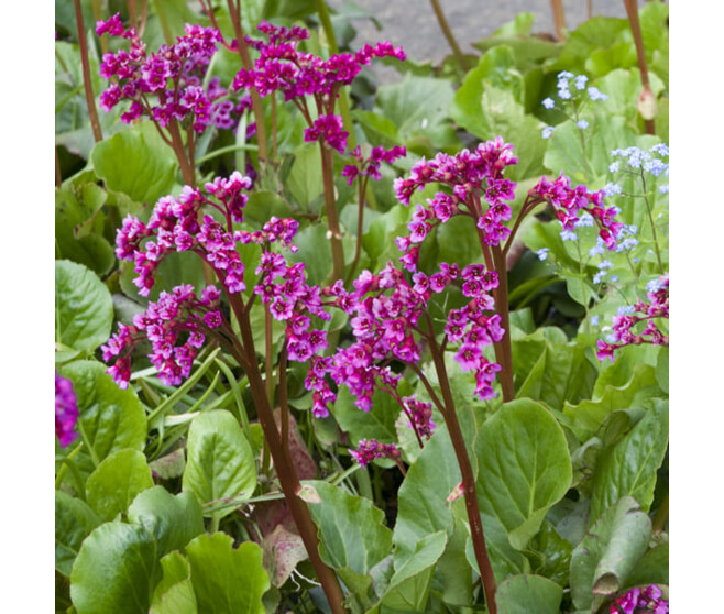 BERGENIA ROTBLUM ROUGE BQ10
