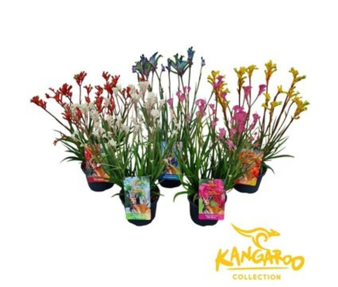 ANIGOZANTHOS BUSH INFERNO VARIE