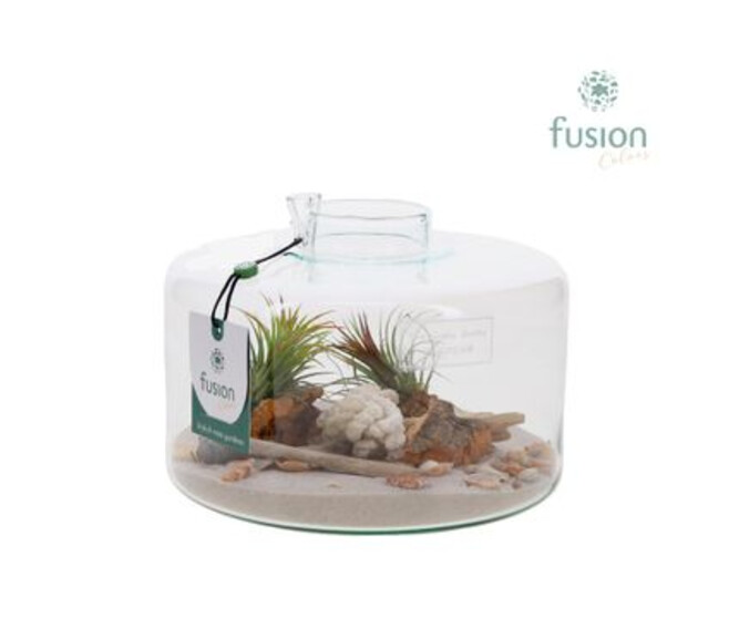 COMPO TILLANDSIA VERRE