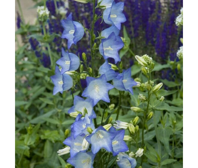CAMPANULE PERSICIFOLIA COERULEA BQ10