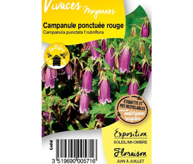 CAMPANULE PUNCTATA RUBRIFLORA BQ10