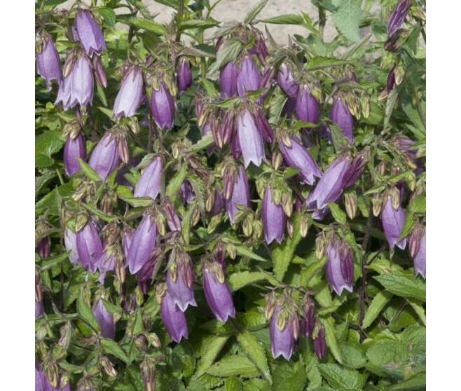 CAMPANULE TAKESIMANA ELISABETH BQ10