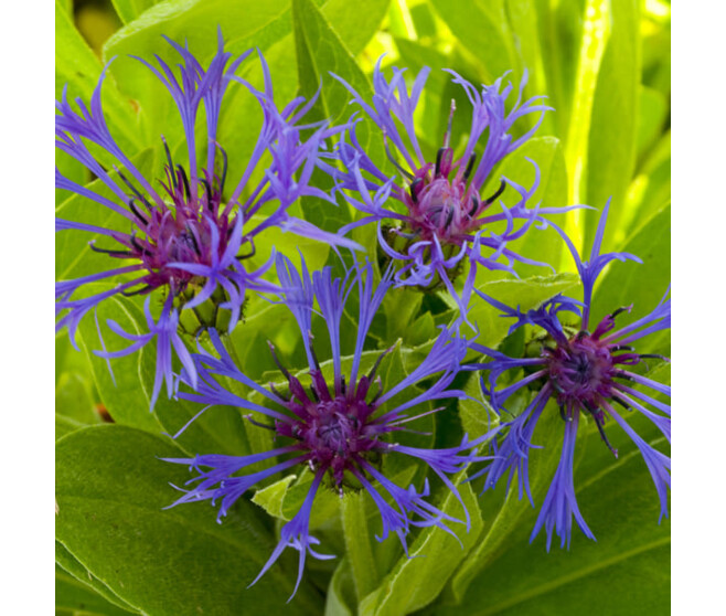 CENTAUREA MONTANA BQ10