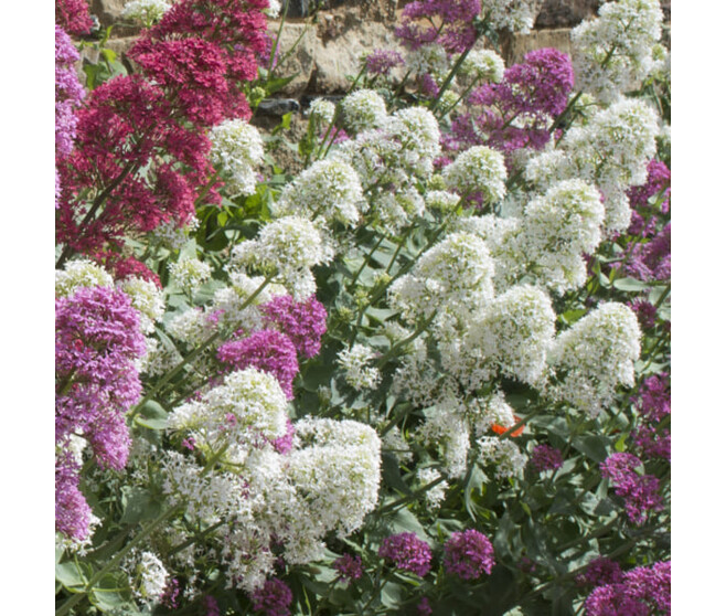 CENTRANTHUS RUBER ALBUS BQ10