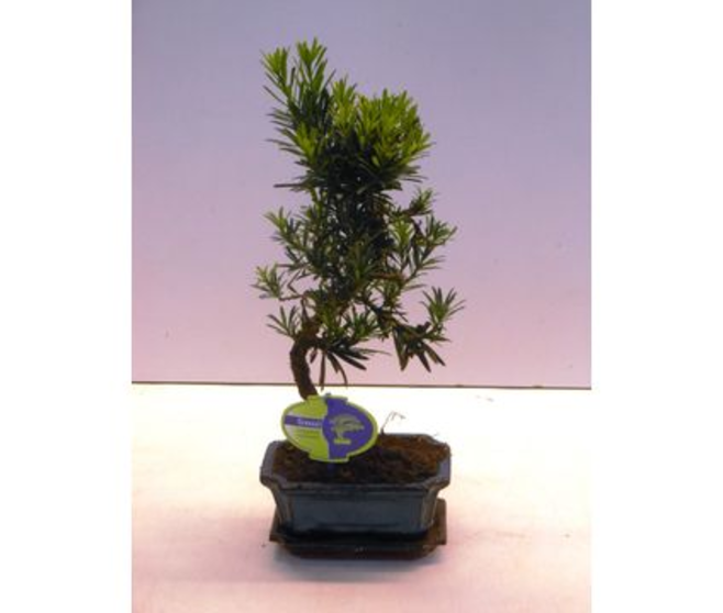 BONSAI PODOCARPUS CERAM